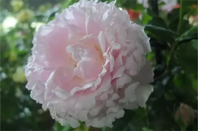 Labyrinthバラの迷宮 | 植物とあなたをつなぐPlantia