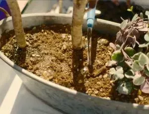 多肉植物