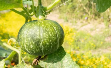 【家庭菜園】 【かぼちゃの育て方】初心者におすすめ‼養価の高いカボチャを育てよう。栽培方法や植え替えの時期をご紹介！
