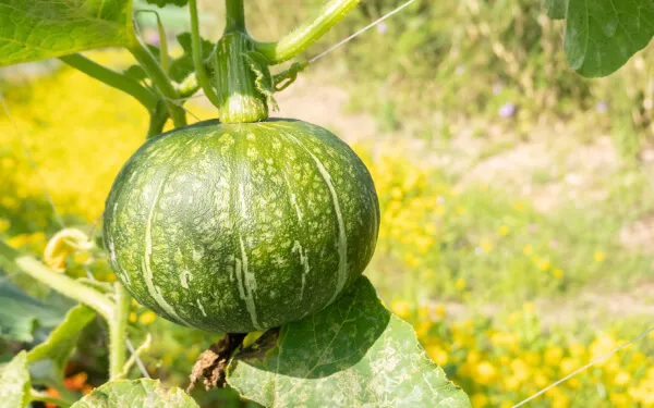 【家庭菜園】 【かぼちゃの育て方】初心者におすすめ‼養価の高いカボチャを育てよう。栽培方法や植え替えの時期をご紹介！