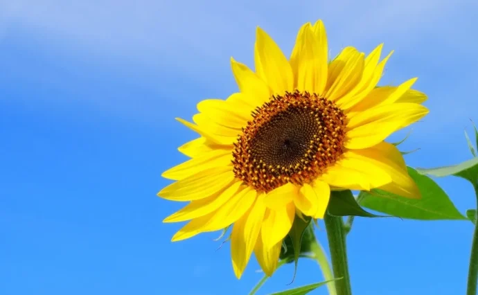 太陽のような姿に元気をもらえる！ ひまわりを苗から育てるには？