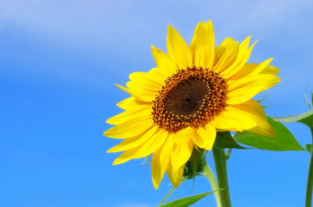 太陽のような姿に元気をもらえる! ひまわりを苗から育てるには 太陽のような姿に元気をもらえる! ひまわりを苗から育てるには