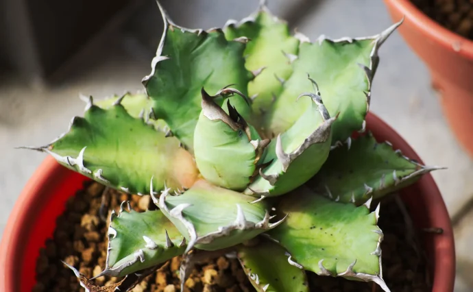 迫力！アガベ チタノタ　庭のガーデニング直植えなど！！ チタノタ #屋外地植え #アガベチタノタ #地植えアガベ #titanota