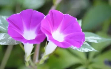 夏の暑さを和らげる涼しげな花の姿 アサガオをお庭で育てよう