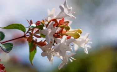 【アベリアの育て方】 開花が長く育てやすい！　アベリアをお庭に植えてみよう