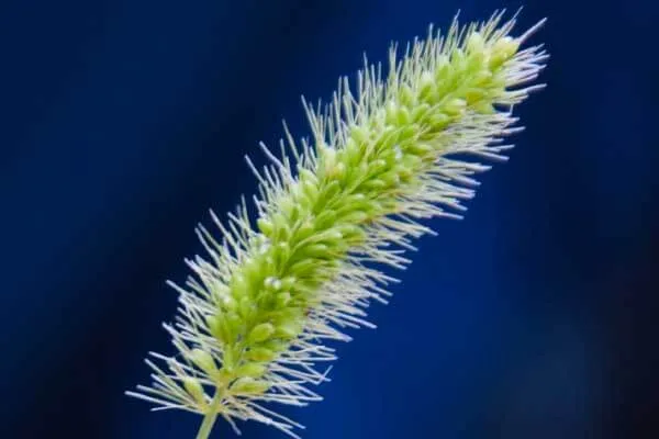 エノコログサ（白いのが小さな花）