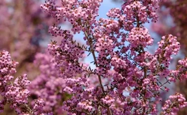 可憐な花がたくさん咲くエリカの木を、ご自宅に植えて育てよう