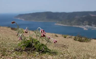 見てみたい、行ってみたい花の絶景 7 オキナグサ 最後の聖地・宮崎