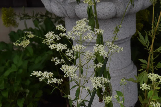 オトコエシ（男郎花）。真性寺。