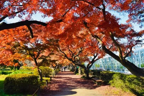 オープンは紅葉が美しい季節。温室前のモミジのトンネルが見事