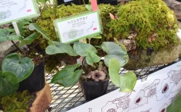 見れば見るほど不思議な植物　 －カンアオイ－