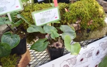 カンアオイ　オトメアオイ「雪乙女」 楽天市場】（山野草）カンアオイ（寒葵）オトメアオイ（乙女葵