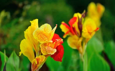 炎天下でもOK！暑いほどよく育つ夏の花、カンナを育ててみよう