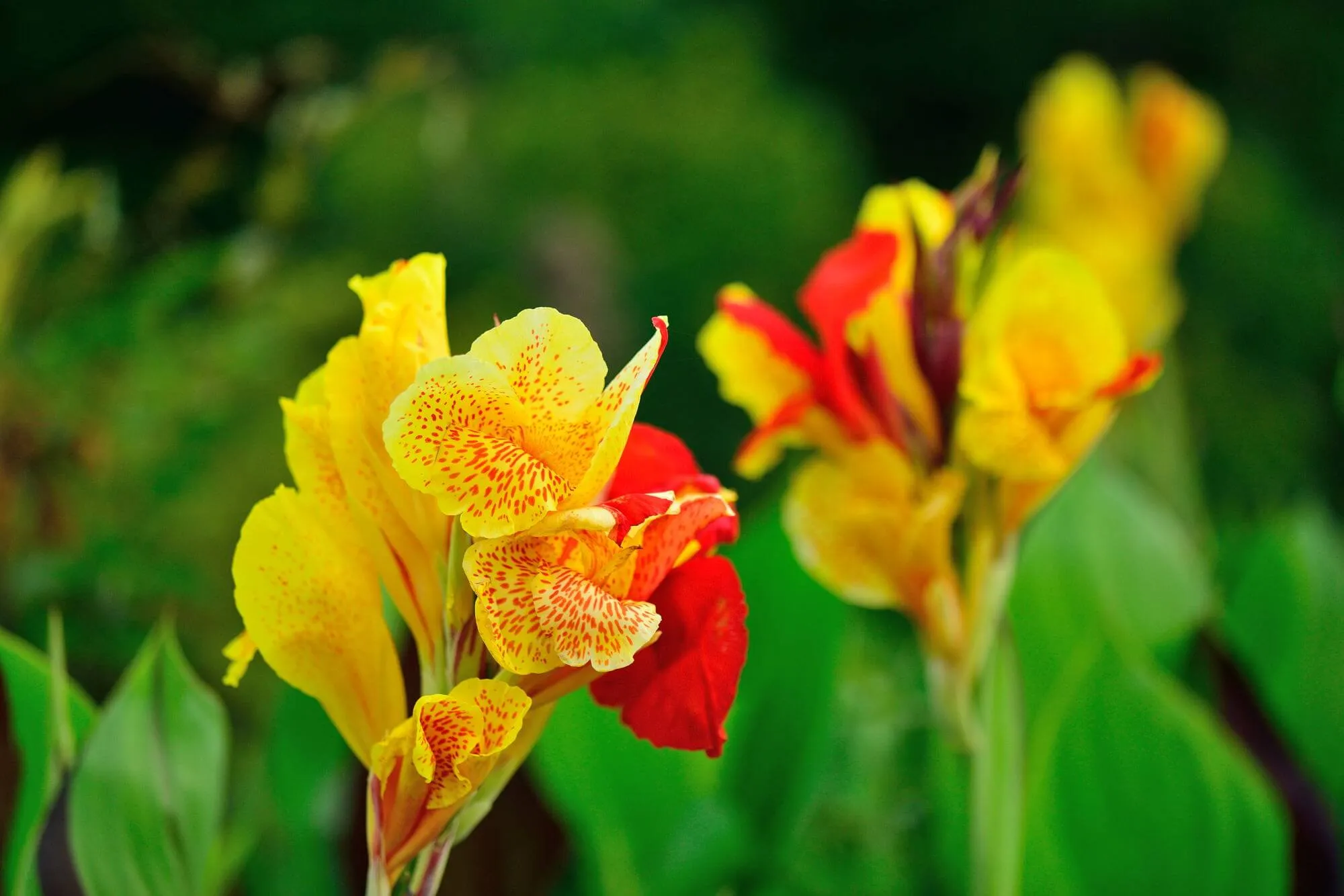 宿根草 黄色オレンジ色の花苗 カンナ苗 カンナ