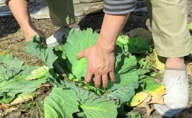 【家庭菜園】 春植え・秋植えキャベツの育て方やお手入れ方法、おすすめの品種