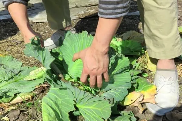 【家庭菜園】 春植え・秋植えキャベツの育て方やお手入れ方法、おすすめの品種