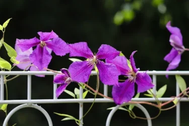 クレマチスの育て方】花を咲かせる剪定のコツや品種別ポイント | 植物