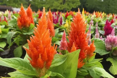 ケイトウの苗 小型 オレンジ色の花　 3ポット ケイトウの苗 小型 オレンジ色の花 3ポット 【楽天市場