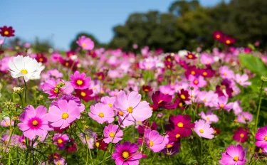 種まきから約3カ月で開花！秋に向けてコスモスを育ててみましょう