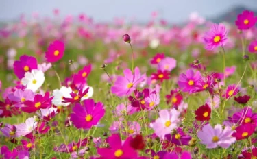 秋の花の定番！コスモスを育てよう