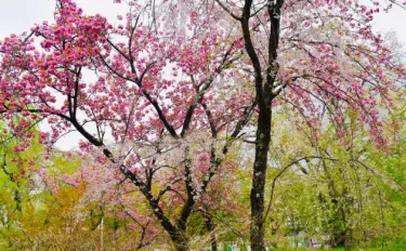 桜好きなら、桜のパワースポット 60種が咲く京都・平野神社へ