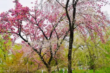 桜神様　12日 bonsai Sサイズ 桜 | toumei online store