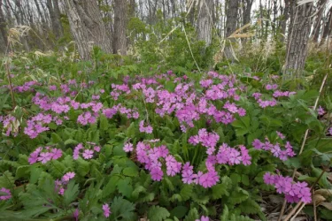 見てみたい、行ってみたい花の絶景 6 | 植物とあなたをつなぐPlantia