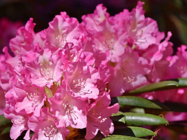 【シャクナゲの育て方】 シャクナゲの花は絢爛豪華！主な品種や育て方は？