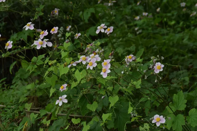 シュウメイギク（秋明菊）。法善寺