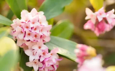 【ジンチョウゲの育て方】 芳醇な香りで春を告げるジンチョウゲ。ご自宅で丁寧に育てよう