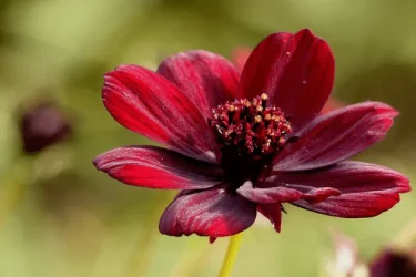 チョコレートコスモスの育て方】ベランダでもOK！鉢植えで長く咲かせる