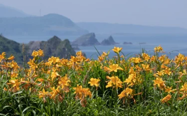 見てみたい、行ってみたい花の絶景８ 海岸の花回廊・佐渡