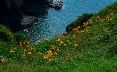 見てみたい、行ってみたい花の絶景