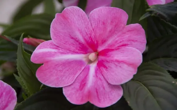 【ニューギニアインパチェンス育て方】 熱帯生まれの鮮やかな花。ニューギニアインパチェンスの育て方