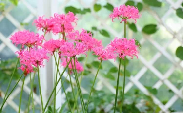 ダイヤモンドのように輝く花弁がきれい！秋に花開くネリネの上手な育て方