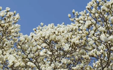 青空に映える春の花ハクモクレン。家庭での育て方は？