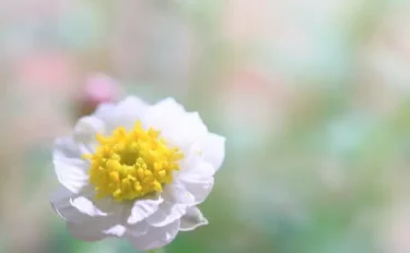 【ハナカンザシの育て方】ハナカンザシの花はとても長持ち。育て方や増やし方のポイントは？