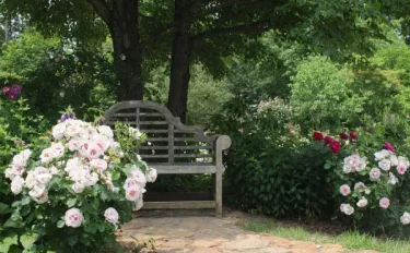 バラをもっと深く知る⑬ 多様になり、花色の一つのカテゴリーとして定着してきたハイブリッド・ペルシカ