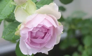 バラをもっと深く知る⑨ 梅雨時ならでは。遅咲きのバラの花 季節の風情の中で味わう