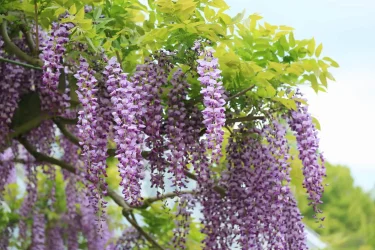 藤（フジ）の育て方｜栽培のポイントや注意点 | 植物とあなたをつなぐ