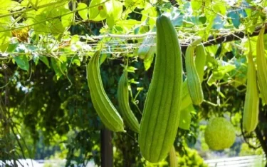 夏場限定！露地栽培沖縄ヘチマ へちま 産地直送10KG 夏場限定 沖縄ヘチマ へちま 産地直送10KG｜Yahoo!フリマ（旧