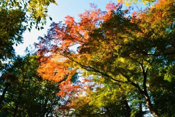モミジの大木の紅葉・石神井公園記念庭園