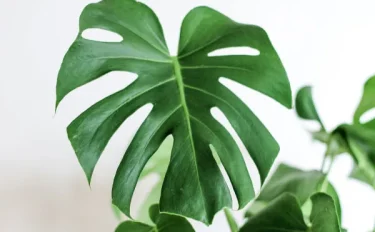 【観葉植物】モンステラの育て方｜季節別の水やりや肥料、植えかえ方法や、挿し木での増やし方などもご紹介
