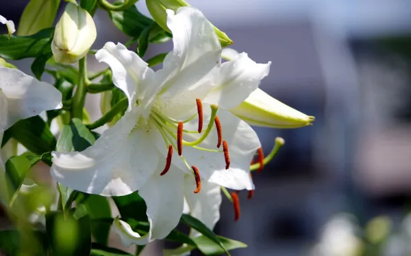 【ユリの育て方】 ご自宅でユリを育てて大輪の豪華な花を咲かせよう