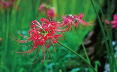 彼岸の季節の花壇を彩る、リコリスの育て方