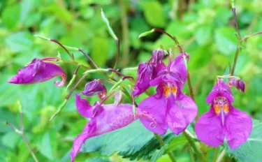 KEIKOさんの鎌倉・谷戸から花便り8 鎌倉中央公園の秋・里山の景色と野草を訪ねて