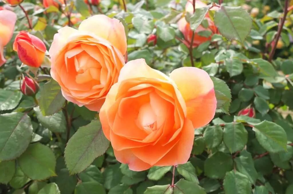 ３点まとめ売り　バラ売り不可 2025年最新】バラ売りはできません。の人気アイテム - メルカリ