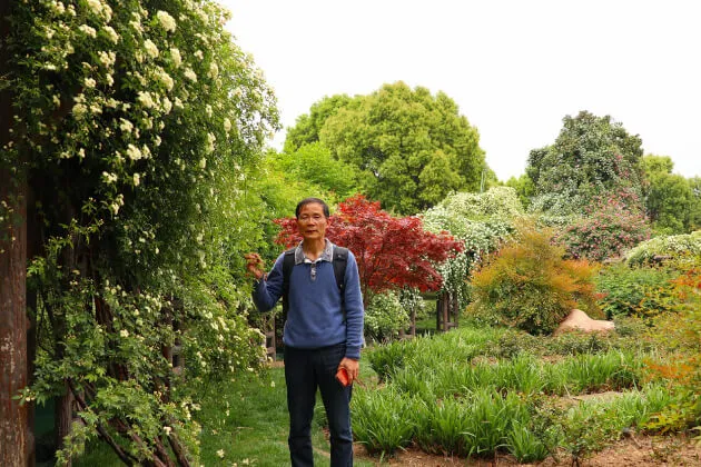 中国一のバラ研究者、王国良氏と常州市の紫荆公園のバラ園