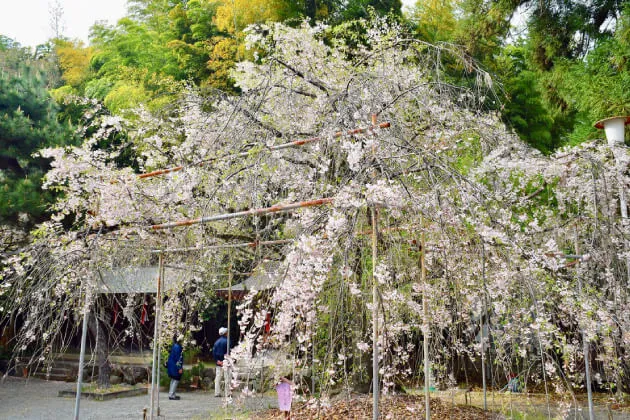 八重紅枝垂（ヤエベニシダレ）