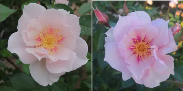 地色が春は白く（写真左）、夏は薄ピンク、秋は藤色味をおびて（写真右）と変化